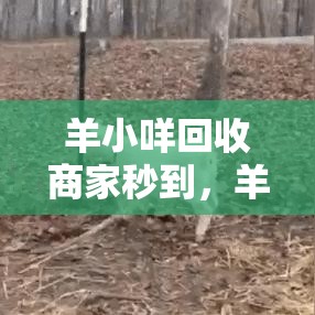 羊小咩回收商家秒到，羊小咩额度提现商家