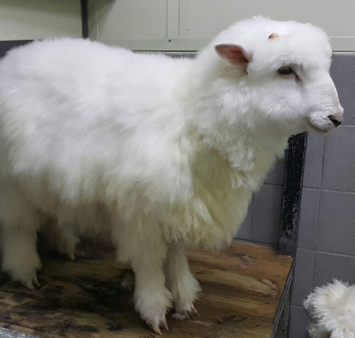 羊小咩购物额度怎么套出来,羊小咩购物额度怎么套出来秒到