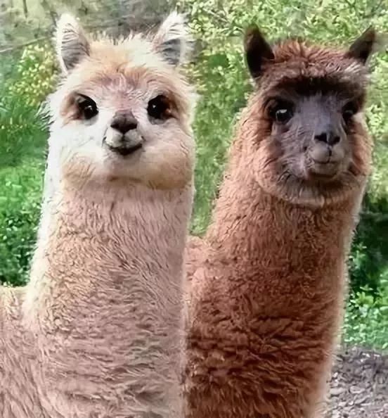 羊小咩便荔卡取现水准 嗖2354717取现,羊小咩便荔卡取现