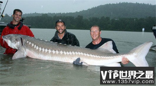 世界鱼类重量排名前十,世界上现存最大的鱼TOP10,最重的鱼竟达21300公斤!(世界鱼类重量排名前十名)