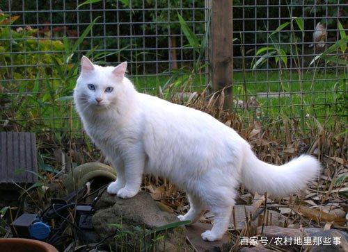 猫咪的聪明十大排名猫聪明的品种