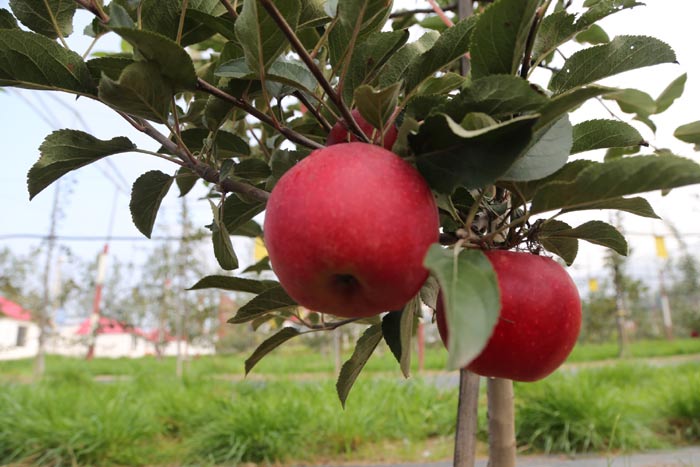 静宁苹果十大排名静宁苹果世界排名