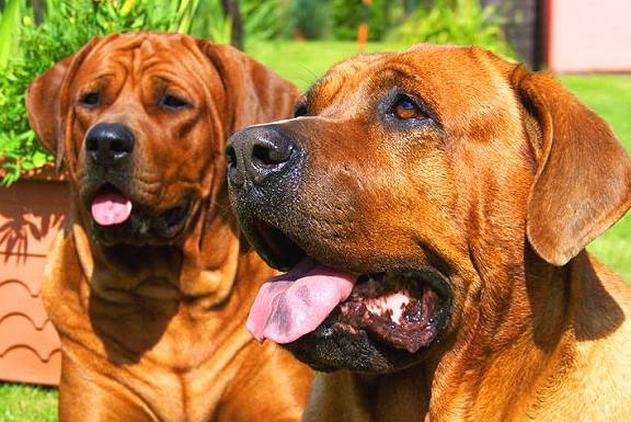 世界前十最凶猛的狗排名,世界上十大最凶猛的狗狗，排名第一的没有痛觉，完虐藏獒！