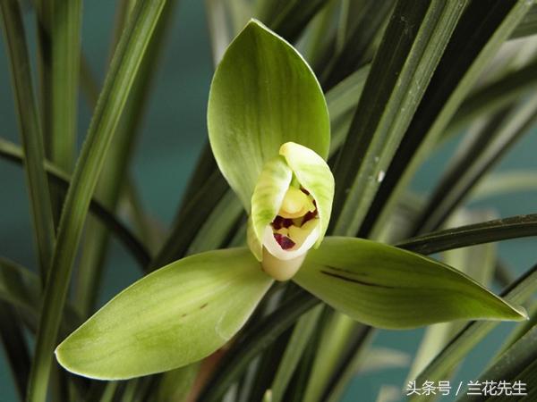 大蚕蛾十大排名品种,世界十大最美丽的飞蛾