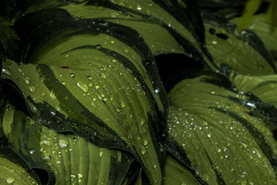 世界绿色钱币排名前十，绿色的钱币是哪个国家