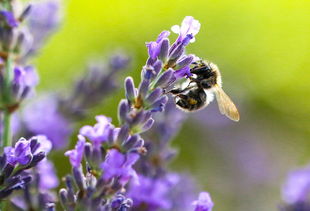 世界上最暖和的花排名前十，世界上最暖和的花排名前十名
