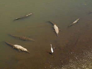 世界鳄鱼排名，世界前十种鳄鱼图片高清