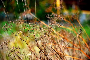 世界上最神奇植物,最神奇植物十大排名