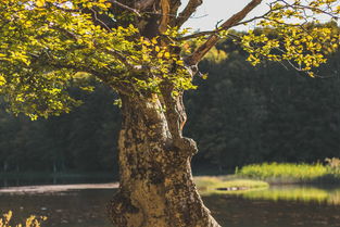世界上排名前十的树，世界前十大树种图片